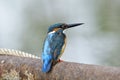 Common kingfisher (Alcedo atthis) with new feathers growing on its face and wings sittingon rusty metal pipe