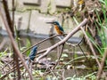 Common kingfishers on fallen branch in Japan 6