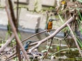 Common kingfishers on fallen branch in Japan 8