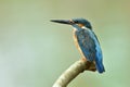 Common Kingifisher with black mandible