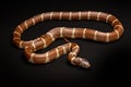 Common Kingsnake - Lampropeltis getula southwest snake non venomous Royalty Free Stock Photo