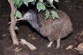 Common Kiwi Royalty Free Stock Photo