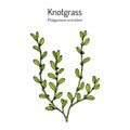 Common knotgrass, Polygonum aviculare , medicinal plant Royalty Free Stock Photo