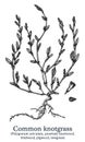 Common knotgrass. Vector hand drawn plant. Vintage medicinal plant sketch.