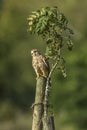 Common krestel Falco tinnunculus