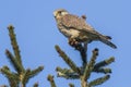 Common krestel Falco tinnunculus