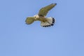 Common krestel Falco tinnunculus
