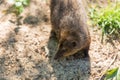 Common kusimanse , Crossarchus obscurus, long-nosed kusimanse, small, diurnal member of the Mungotinae. Mongoose Royalty Free Stock Photo