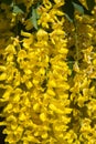 The Common laburnum