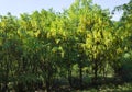 Common laburnum anagyroides yellow golden rain spring flower plant tree park Royalty Free Stock Photo