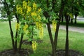 common laburnum bushes in bloom Royalty Free Stock Photo