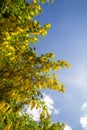 The Common laburnum