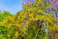 Common Laburnum Flowers