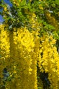 The Common laburnum