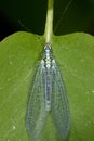 Common lacewing, chrysopidae