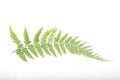 Common lady-fern / Athyrium filix-femina leafs on a white isolated background Royalty Free Stock Photo