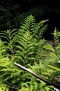 Common Lady Fern 31276