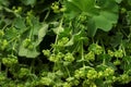 Common lady`s mantle - Alchemilla vulgaris - leaves and flowers on display at herbs market