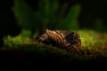 Common Lancehead, Bothrops atrox, in tropical forest. Poison animal in the dark jungle. Detail of rare snake from  Costa Rica. Royalty Free Stock Photo