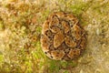 Common Lancehead, Bothrops atrox, in the tropical forest. Poison animal in the dark jungle. Detail of rare snake from Trinidad. Da Royalty Free Stock Photo