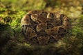 Common Lancehead, Bothrops atrox, in the tropical forest. Poison animal in the dark jungle. Detail of rare snake from Trinidad. Da Royalty Free Stock Photo