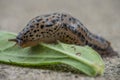 Common Land Slug