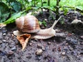 Garden snail crawling 