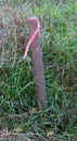 A Common Land Survey Stake with a Pink Ribbon