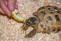 A common land tortoise eats a piece of apple Royalty Free Stock Photo