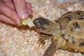 A common land tortoise eats a piece of apple Royalty Free Stock Photo