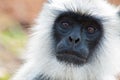 Common Langur Closeup Portrait Royalty Free Stock Photo