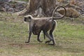 Common Langur, Presbytis entellus, Nagzira Wild Life Sanctuary, Bhandara, Near Nagpur, Maharashtra