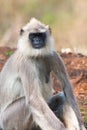 Common Langur Relaxing Royalty Free Stock Photo