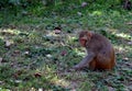 A common langur in zoological park Royalty Free Stock Photo