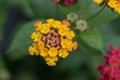 Common Lantana camara, golden yellow flowers