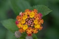 Common Lantana camara, golden yellow and orange flowers