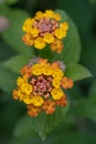 Common Lantana camara, golden yellow and orange flowers