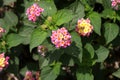 Pink and yellow blossom of Common lantana (Lantana camara) : (pix Sanjiv Shukla) Royalty Free Stock Photo