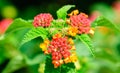 Common lantana, Lantana Camara Royalty Free Stock Photo