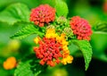 Common lantana, Lantana Camara Royalty Free Stock Photo