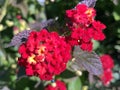 Common lantana Lantana camara, Tickberry, West Indian lantana, Umbelanterna, Wandelroschen Royalty Free Stock Photo