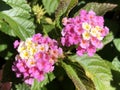 Common lantana Lantana camara, Tickberry, West Indian lantana, Umbelanterna, Wandelroschen Royalty Free Stock Photo