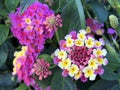 Common lantana Lantana camara, Tickberry, West Indian lantana, Umbelanterna, Wandelroschen oder Wandelroeschen Royalty Free Stock Photo