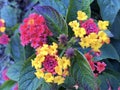 Common lantana Lantana camara, Tickberry, West Indian lantana, Umbelanterna, Wandelroschen oder Wandelroeschen Royalty Free Stock Photo