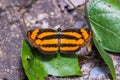 Common Lascar butterfly Royalty Free Stock Photo