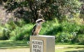 Common or Laughing Kookaburra sitting on a drinking water fountain