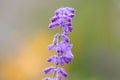 Common Lavender Royalty Free Stock Photo