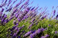 Common lavender Royalty Free Stock Photo