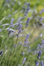 Common lavender