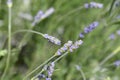 Common lavender Royalty Free Stock Photo